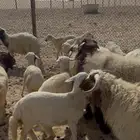 نعيمي