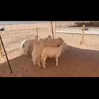 بهم كله طليان
