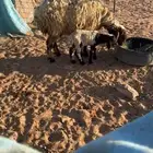 للبيع غنم نعيم