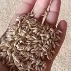 للبيع بذر شعير سداسي(تقاوي) و تبن شعير