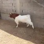 فحل بورقت