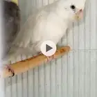 سته اجواز كرواون بقفاصها منتجه