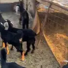 تيوس