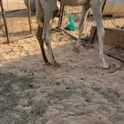 قعود قصب