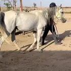فرس عربيه معها مهر