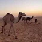 بكره مهجنه ب.