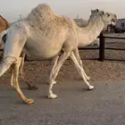 3 اللقحات وضح