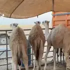 للبيع قعدان