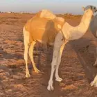 قعود مفرود أوضح