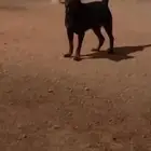 مطلوب ذكر روت للتزاوج