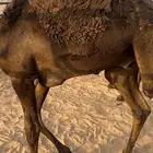 قعود مجهم لباني سمين وياكل شعير وبرسيم شرط