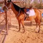 فرس شعبيه لقاح 5500