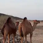 3 بكار سواحل