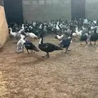 بط مسكوفي شهرمان للبيع