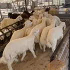 خرفان ورخال حريات