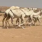 عشراء تحتها بكره