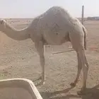 مواشي