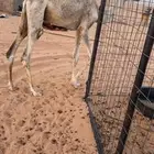 قعود تربيه