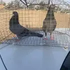 حمام باكستاني