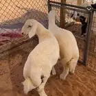 طليان كفو فل شحم عماره 3 اشهر الموقع المزاحميه