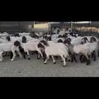 جذعات نعيم صنف .