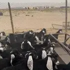 مراح معزا عوارض 120 تحتها 60 تم البيع