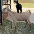 معزا دفيع شرط ثنيات الصحه شرط