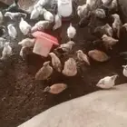 صيصان لاحم العدد 200