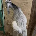 اذكرو الله وصلو على النبي تيس عارضي