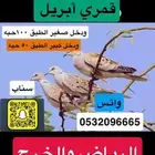 طيور من مصر فالاعلان
