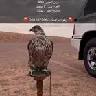 للبيع طير الموقع حايل