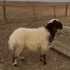 البيع رخل نعيميه فاخره