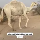 ناقه عشرا تحتها قعود ساسه طيب للبيع