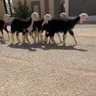 رخال نجد نوادر