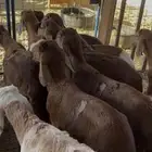 سواكني