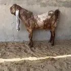 تيس جذع كاموري