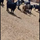 للبيع معزاء مواليد ومضاريع