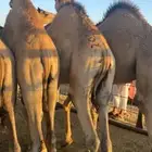 قعدان مفاريد مغلقه