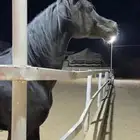 حصان فحل ادهم