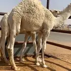 حيران قعدان لباني