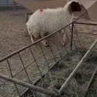 حايل نعيمي فل شحم