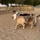 جفرات عوارض صنف للبيع