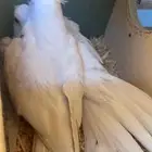 زوج كروان البينو تحته 4 بيضات