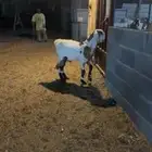 تيس مخصي (تم البيع)