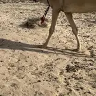 خلفه بكر ثنيه حليب وهداوه وزين وانتاج وم شالله