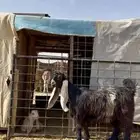 جفره عارضيه خصم لاهل العوارض ومدوره الزين