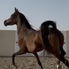 فرس واهو