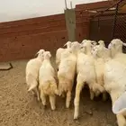 للبيع رخال صافي كفو