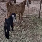 عنز جذعه تحتها تيس عمره 20 يوم حليبها كفو يروي ولدها ويزود
