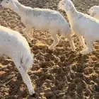 بهم حري السوم 900